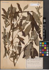 Foto von Salix caprea L. x Salix viminalis L.